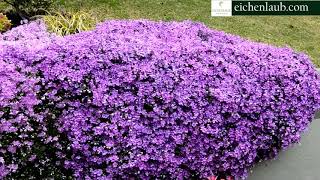 Creeping Phlox in Bloom Landscaping Ideas  eichenlaub [upl. by Sheline]