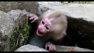 Crying baby monkey But mom ignored [upl. by Vevine]