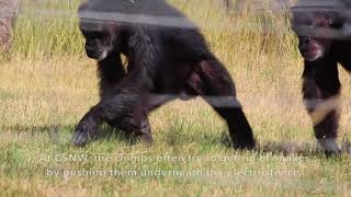 Chimps react to snakes [upl. by Umont]