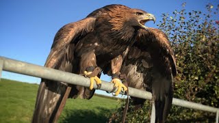 Hunting with Golden Eagles in the UK Epic Flights [upl. by Vito]