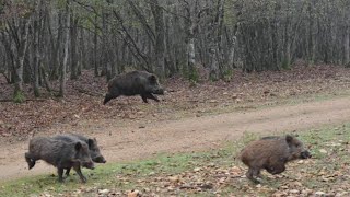 Battues aux gros gibiers  chiens courants  BreizhHunt [upl. by Audie669]