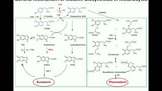 Complete Melanin Biosynthesis Pathway  Eumelanin amp Pheomelanin [upl. by Merrily407]