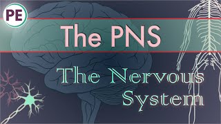 The Nervous System Peripheral Nervous System PNS [upl. by Grishilde]