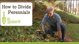 How to Divide Your Garden Perennial Plants [upl. by Giguere852]