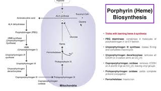 Porphyrins  Heme b Biosynthesis and its Regulation [upl. by Shiverick]