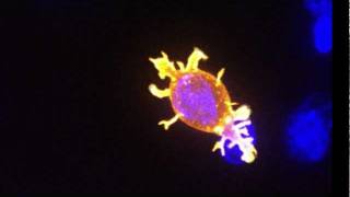 Killer T cell attacking cancer [upl. by Quinton]