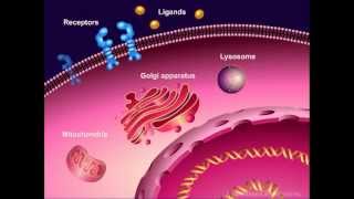 Introduction to Cancer Biology Part 1 Abnormal Signal Transduction [upl. by Sadonia]