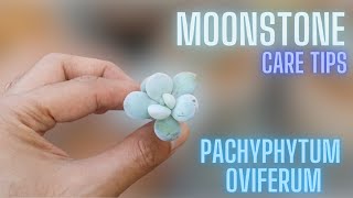 MOONSTONE CARE TIPS  PACHYPHYTUM OVIFERUM [upl. by Tyra]