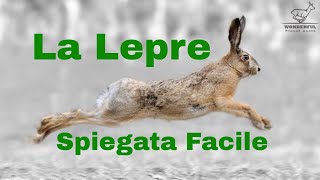 Lepre Lepus Europaeus Spiegata Facile [upl. by Monda]