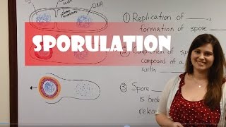 Endospore Formation Sporulation [upl. by Yorled291]