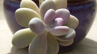 Grow Succulent Moonstones [upl. by Enoch]