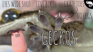 Gecko Interesting Facts and Behaviors [upl. by Keffer]