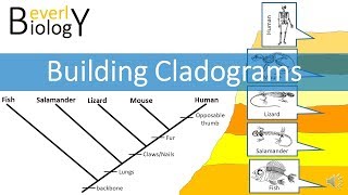 Cladograms [upl. by Turnbull962]