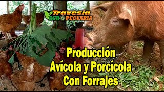 Modelo de Producción Avícola y Porcícola con Forrajes Travesía Agropecuaria [upl. by Nicolau]