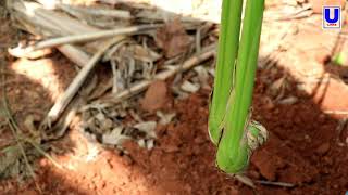 How to grow cardamom plant at home [upl. by Ydnak]