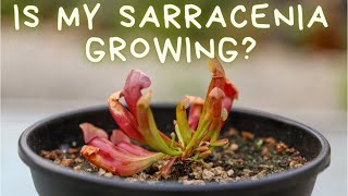 Sarracenia Purpurea 60 Day Update American Pitcher Plant Growth amp Care  Soil Lighting amp Water [upl. by Ecinreb133]