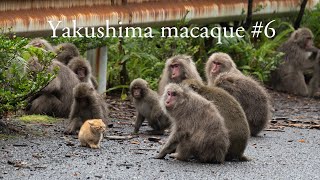 Yakushima macaque 6 [upl. by Led]