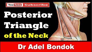 Posterior Triangle of the Neck Dr Adel Bondok [upl. by Garrison]