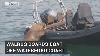 Arctic walrus spotted along Co Waterford coastline [upl. by Kraus]