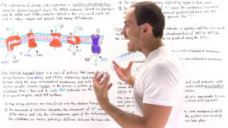 Introduction to Oxidative Phosphorylation [upl. by Vi]