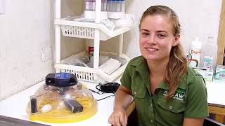 From Egg to Hatching Incubation of an Egg in Punta Islita Breeding Center [upl. by Leshia34]