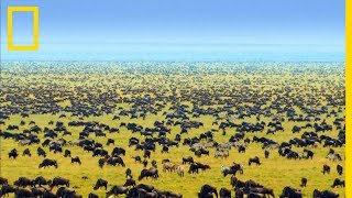 Limpressionnant parc national du Serengeti en Tanzanie [upl. by Yragerg]