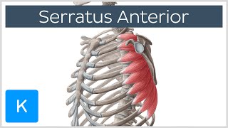 Serratus Anterior Muscle Function Origins  Human Anatomy  Kenhub [upl. by Lordan]