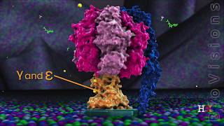 ATP synthase in action [upl. by Cavuoto]