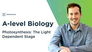 Photosynthesis The Light Dependent Stage  Alevel Biology  OCR AQA Edexcel [upl. by Anrol]