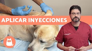 VACUNAR a un PERRO ¿cómo y cada cuánto  Consejos veterinarios [upl. by Jaela]