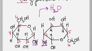 How to Form a Glycosidic Bond between Two Sugars [upl. by Vipul]