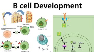 B cell development [upl. by Yrakcaz]