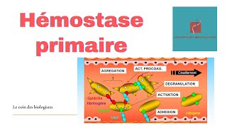 Hémostase primaire [upl. by Attevroc]