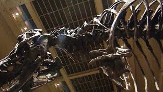 Smithsonian receives a nearly complete TRex skeleton [upl. by Werra90]