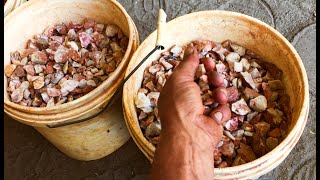 Crushing High Grade Specimens to Extract Beautiful Clean Australian Gold  Aussie Bloke Prospector [upl. by Zacherie916]