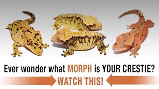 The COMPLETE Guide to Crested Gecko Morphs Part 1 [upl. by Chilt116]