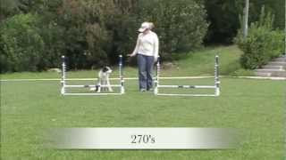 Jump practice patterns  Agility Dog Training [upl. by Helas]