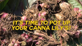 How To Plant Canna Bulbs [upl. by Medlin]