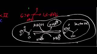 Biochemistry  Lactate Dehydrogenase [upl. by Olgnaed350]