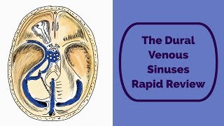 The Ventricles Neuroanatomy Video Lab  Brain Dissections [upl. by Staford]