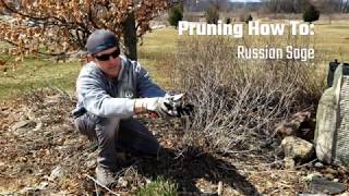 Pruning How To Russian Sage [upl. by Robillard]