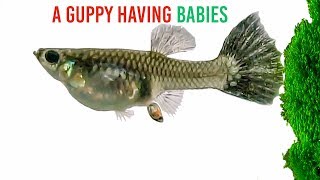 A Guppy Having Babies [upl. by Ordnassela]