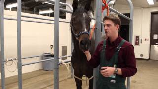 Experience the UIUC Veterinary Medicine Curriculum [upl. by Kasevich184]