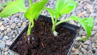 Propagating Hydrangea Cuttings the Easy Way [upl. by Viviyan]