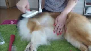 Sheltie basic home grooming [upl. by Clauddetta677]