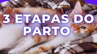 3 ETAPAS DO PARTO DE GATOS  PASSO a PASSO [upl. by Brose]