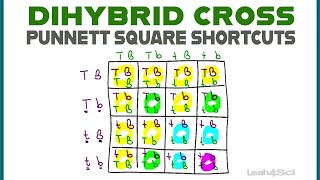 Dihybrid Cross Punnett Squares  MCAT Shortcut Mendelian Genetics Part 2 [upl. by Fesuoy983]