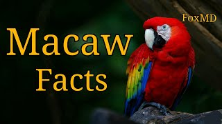 Macaw Facts  Things To Know About Macaw Parrots [upl. by Eiuqnom]