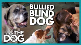 Elderly Blind Dog Bullied and Bumping around the House  Its Me or The Dog [upl. by Sofie]