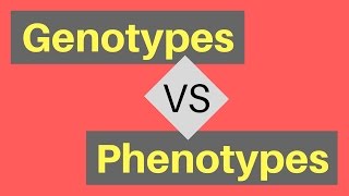 Genotype vs Phenotype  Understanding Alleles [upl. by Cherey]